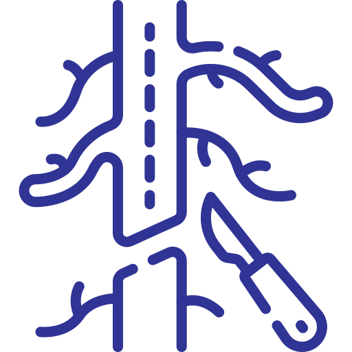 Cirujano vascular Dra. Josefina Medina